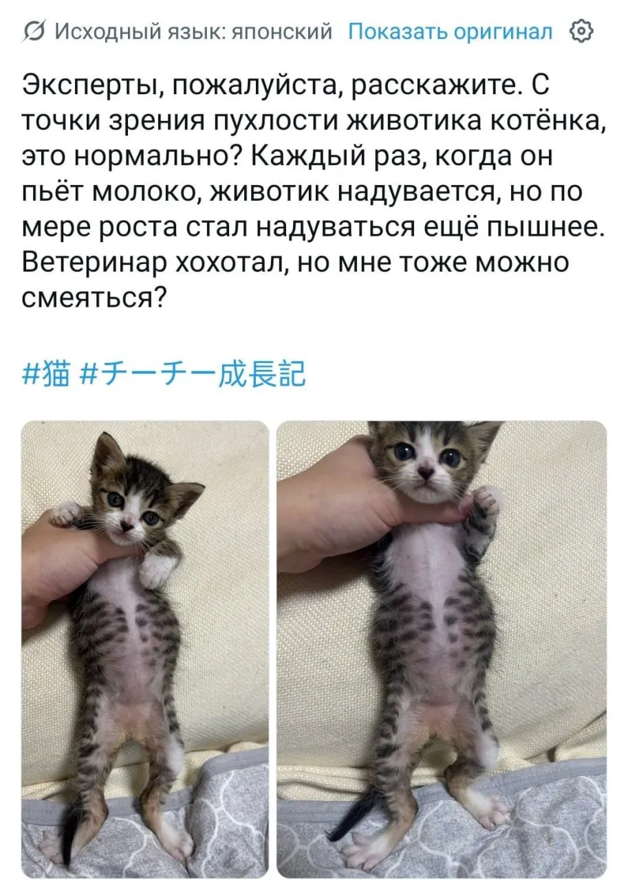 Девушка спросила в соцсетях, нормальный ли размер у пузика котёнка — все комменты тут ж...