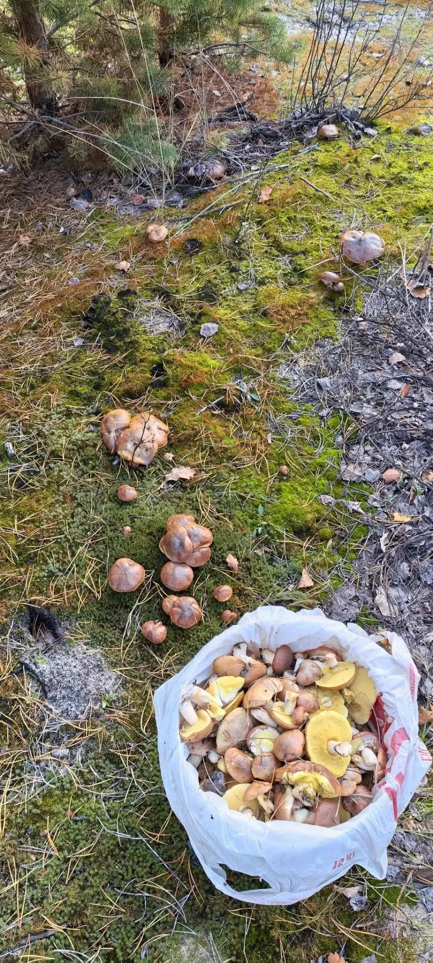 🍄 Плодами тихой охоты делятся наши читатели