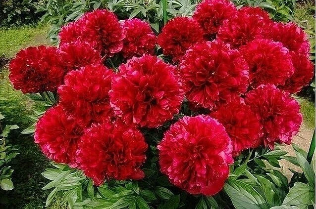 Пышное цветение пионов: секреты успеха 🌺 
Для того чтобы ваши пионы радовали обильным и пышным цвет