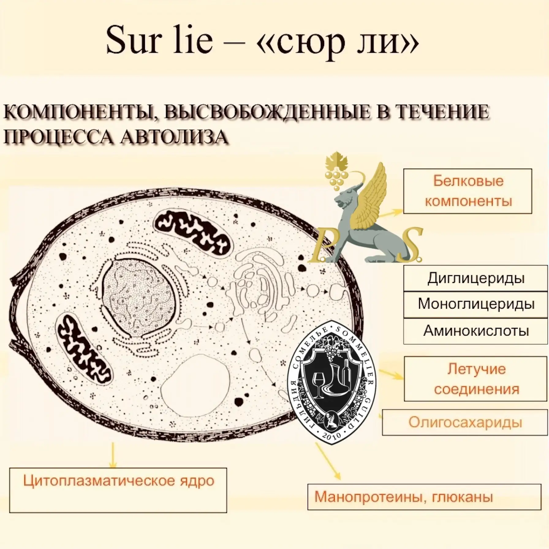 🔘 УГОЛОК ЮНОГО ВИНОДЕЛА: МОНРАШЕ ИЗ ПРОБИРКИ? 🔬