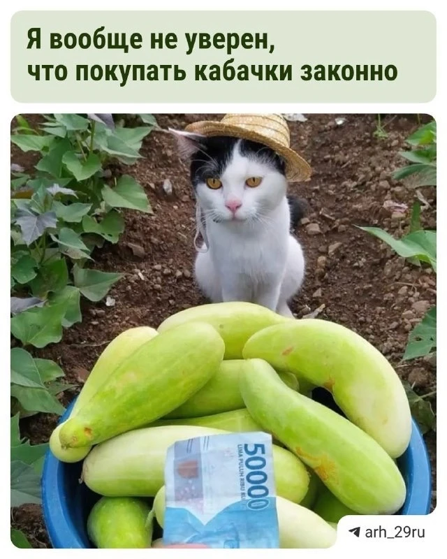 Кабачковый сезон в Архангельске набирает обороты