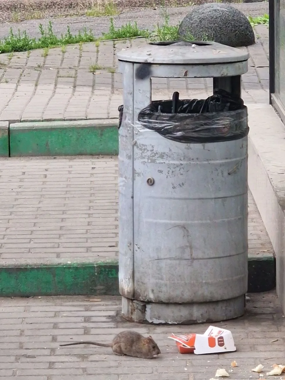 Обстановка у Дикси, ул. Пожарского, д. 27к1. 

Любой бы тусил там, где кормят. А после жалуемся, что