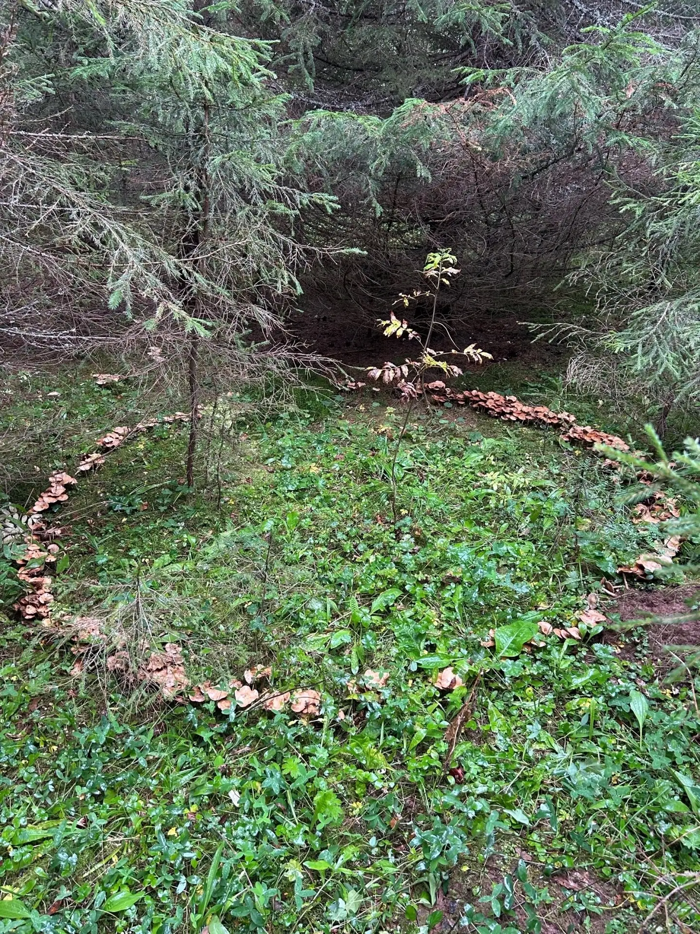 🍄 Ведьмины круги Прикамья: от Вишеры до центра Перми