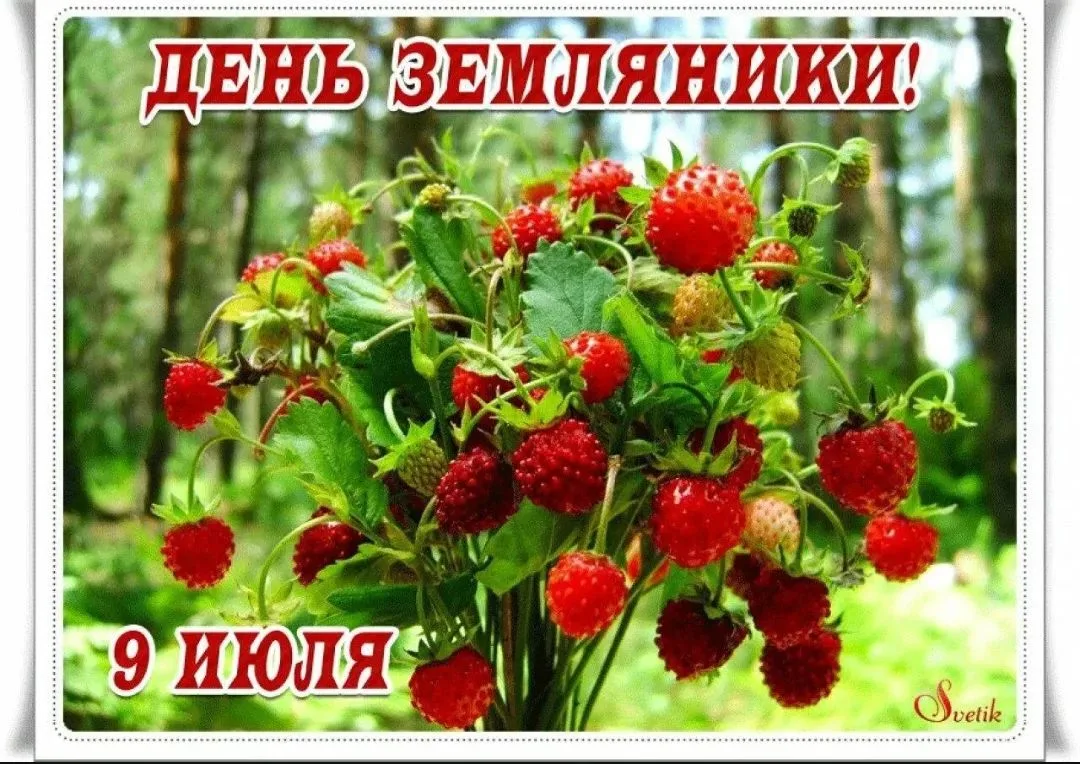 Наступил сезон любимой всеми ,,клубники,, , однако в ботанике она называется ,,садовая земляника,,.
