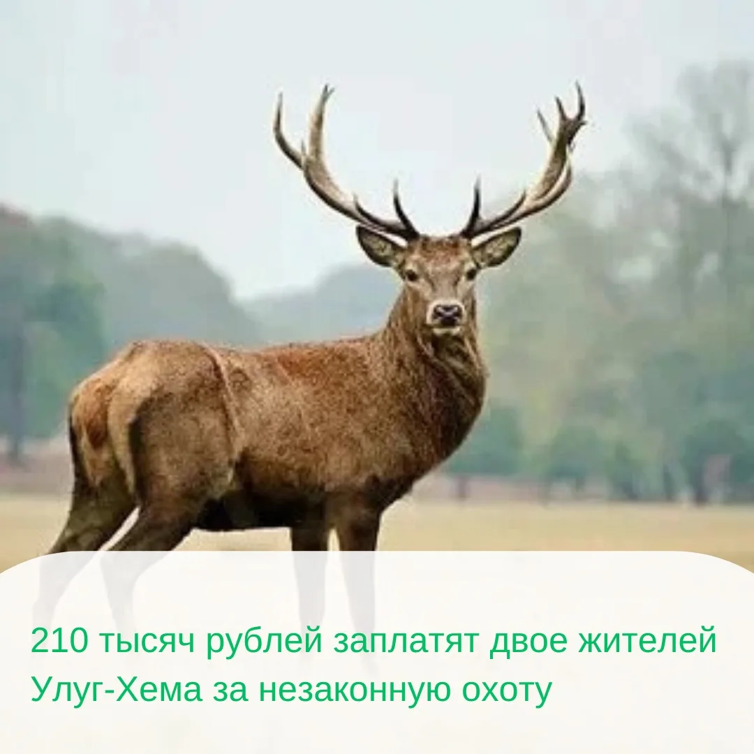 Госкомохотнадзор Тувы предъявил исковое заявление двум охотникам, которые по предварите...