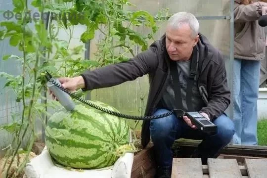 Гигантский арбуз вырастили и обследовали около Ленинградской АЭС