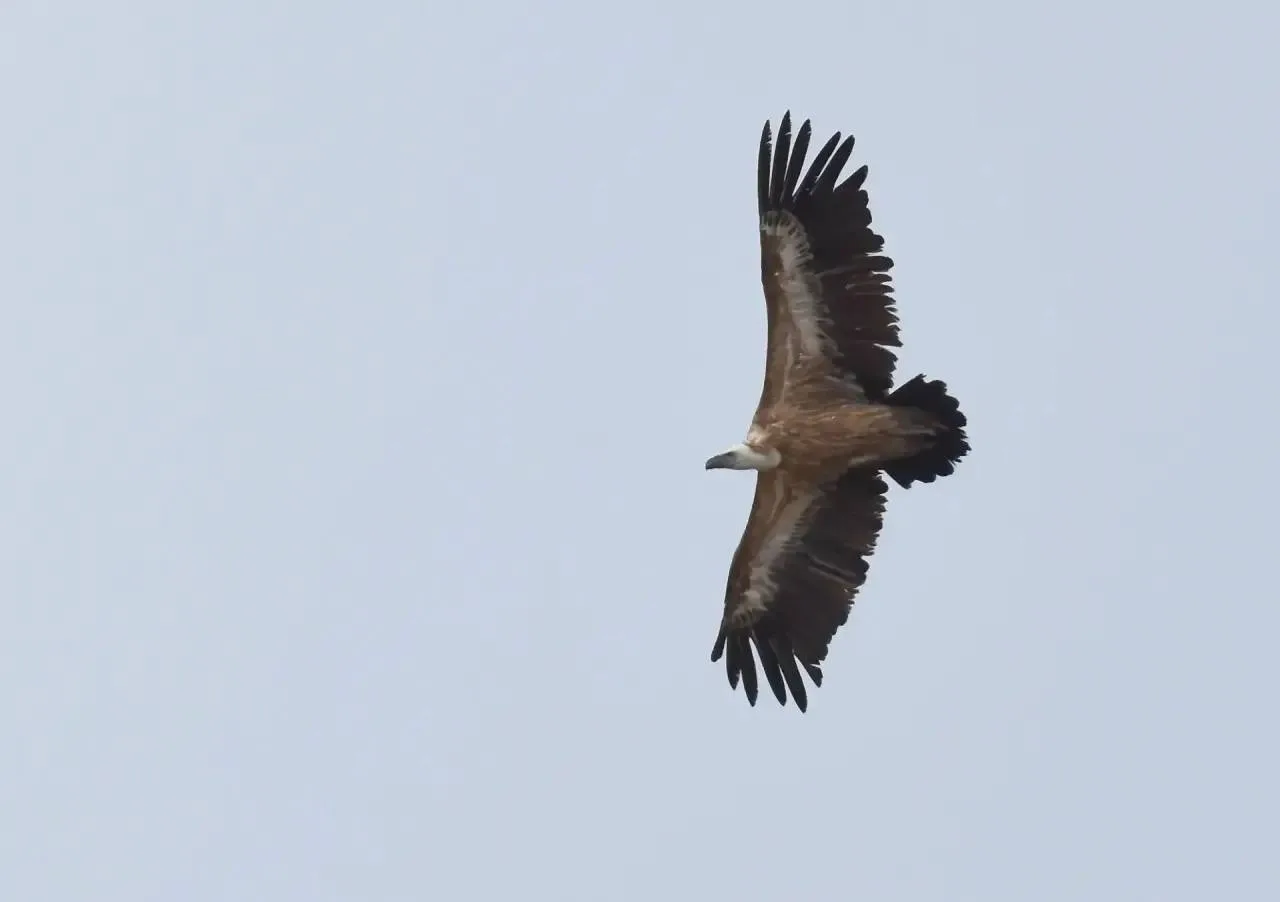 🦅 В Оренбуржье залетел редкий падальщик

В районе памятника природы Гора Корсак-Бас заметили белого