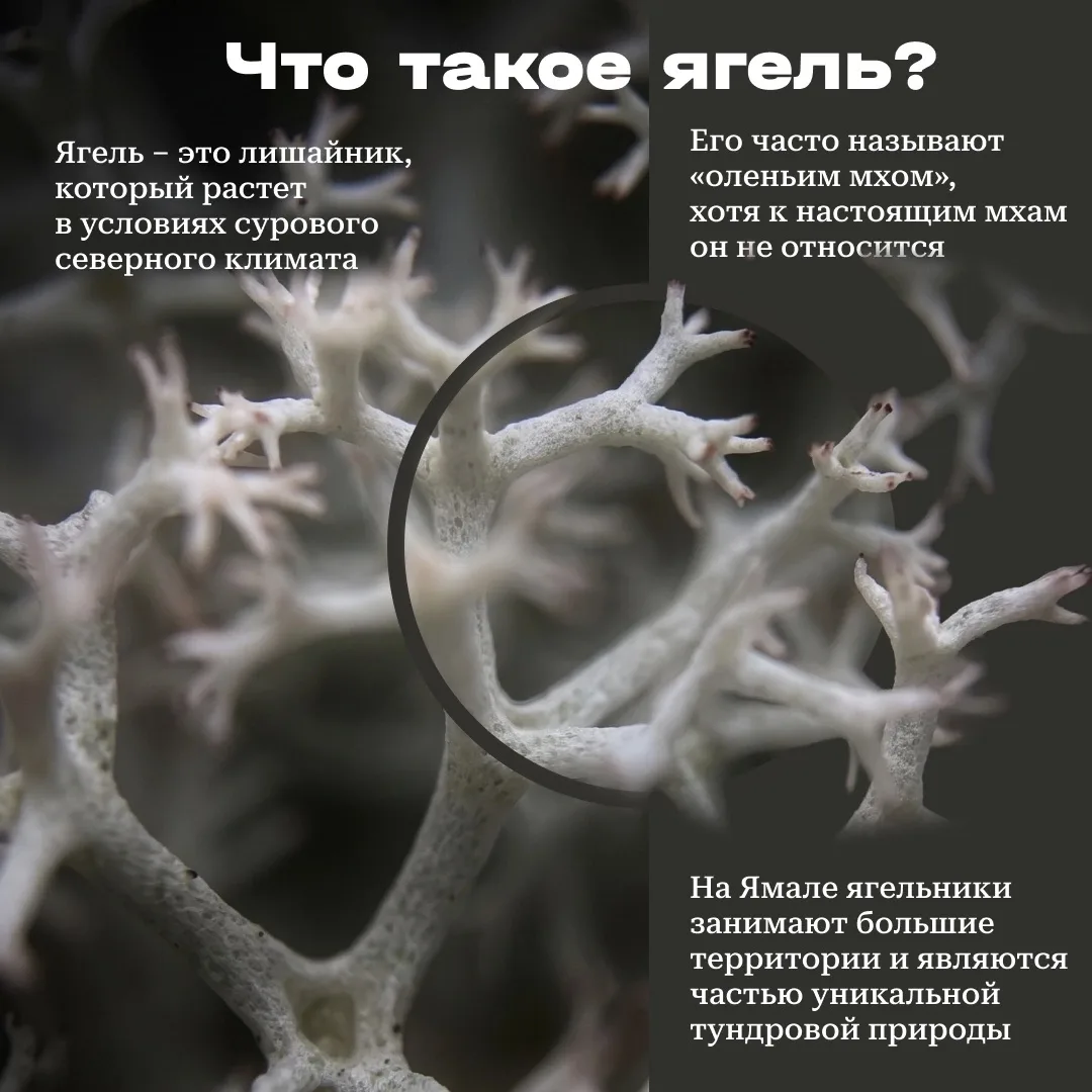 Ягель – один из самых узнаваемых символов тундры. Это лишайник, который играет важную роль в экосист