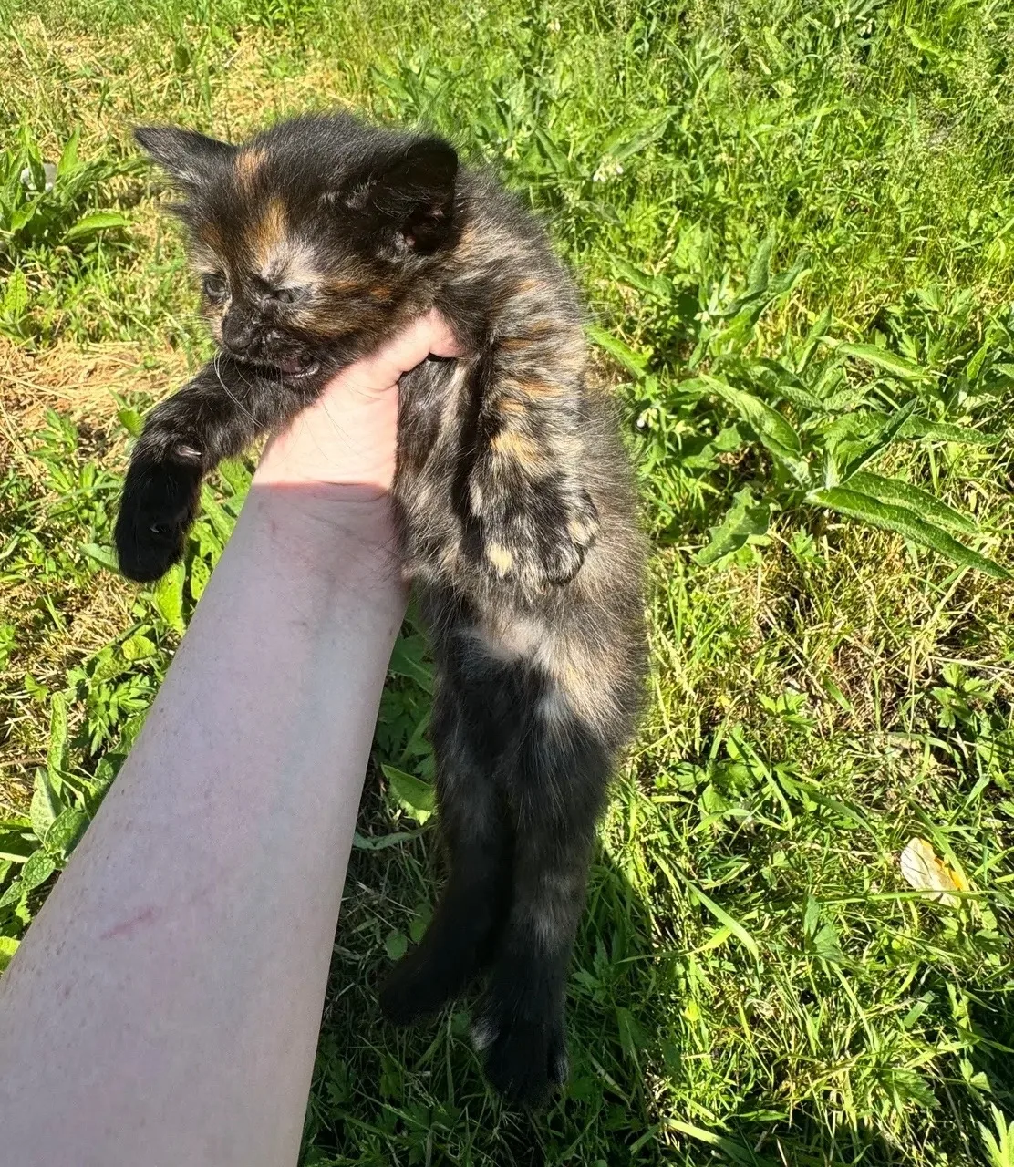 Котята в добрые руки родились 8 мая 2 мальчика 2 девочки едят все
Обращаться 89803080698 в личные со