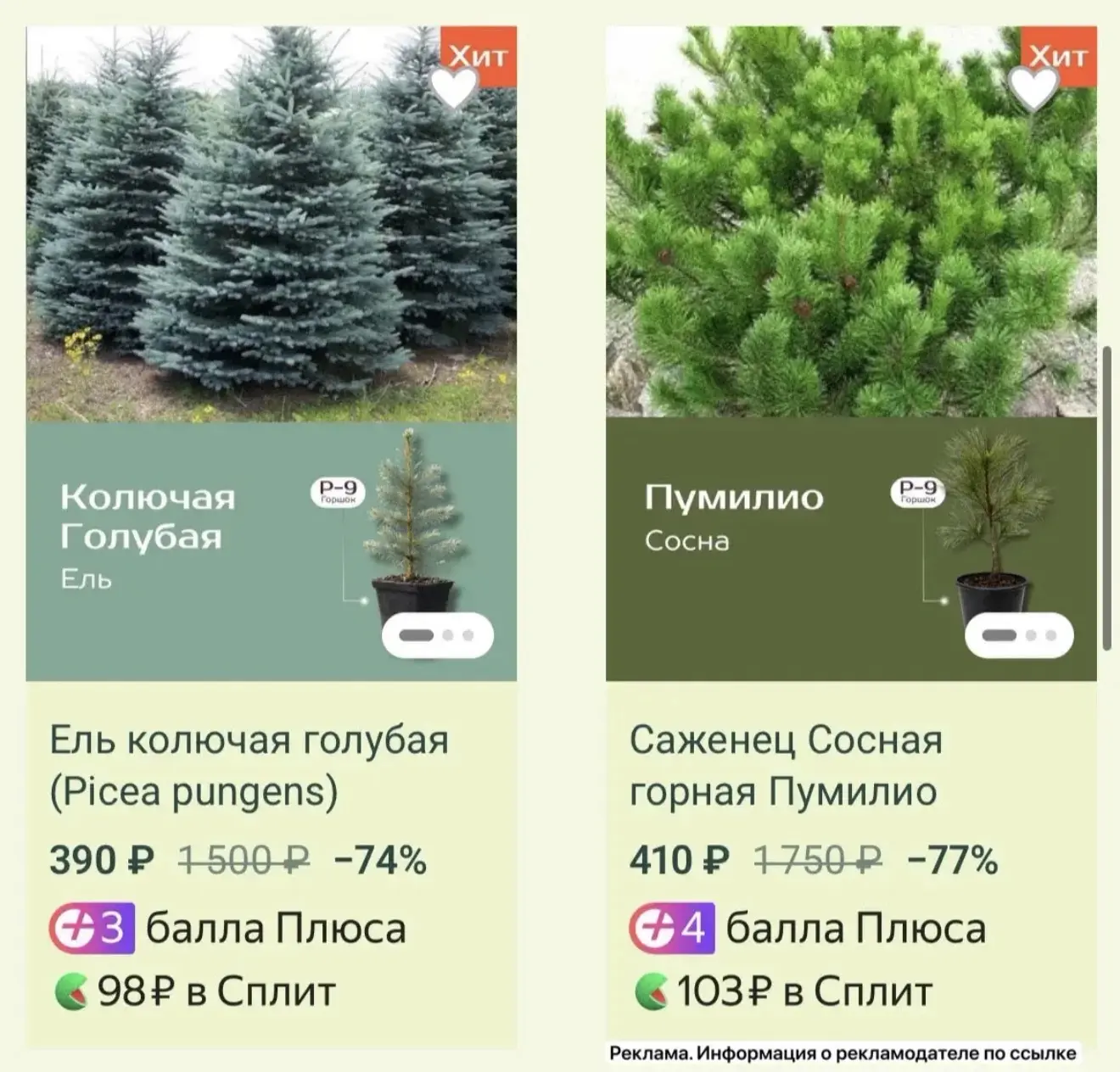 🌲Большая распродажа саженцев туй и хвойных деревьев