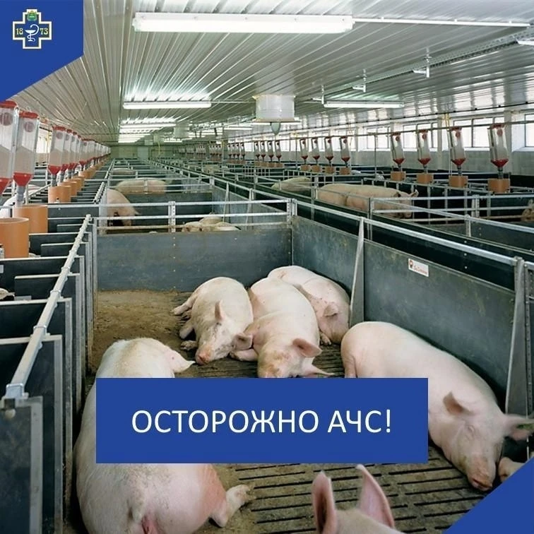 АЧС — Памятка населению!
Африканская чума свиней— высококонтагиозная вирусная болезнь свиней, характ
