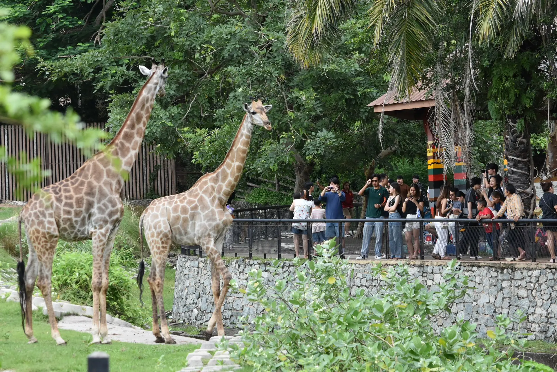 🦒 Что вас может удивить в Паттайе?