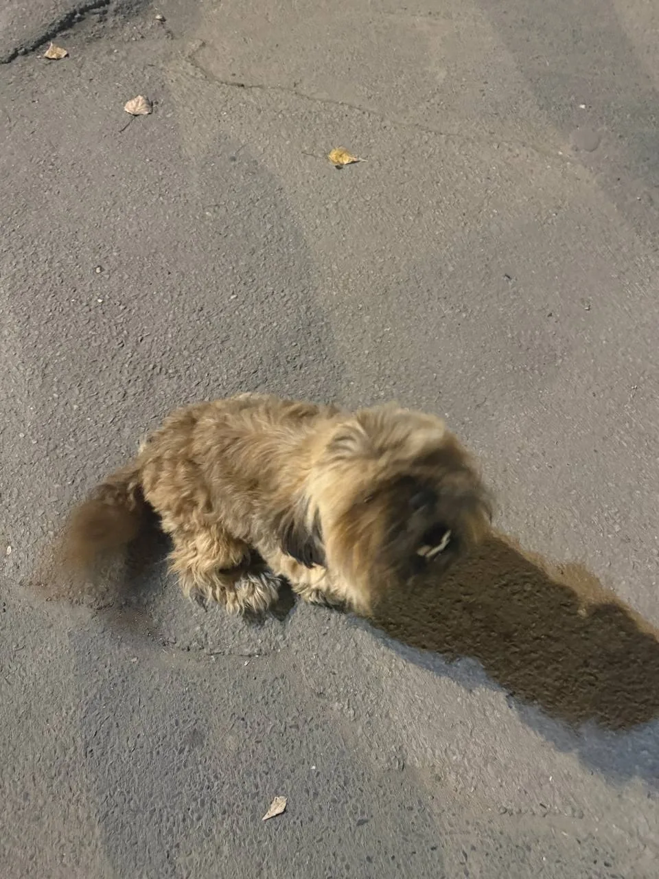 🐕 Нашлась собака у школы 25/11 на парковом, бегает возле школы 6 октября в 20.30 вечера.