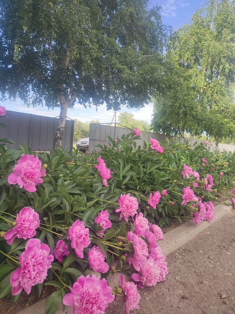 Поддерживаем красоту и порядок🌺🌺🌺