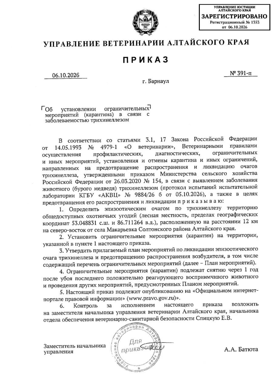 🐻 Медведи стали причиной нового очага опасной болезни в Алтайском крае
