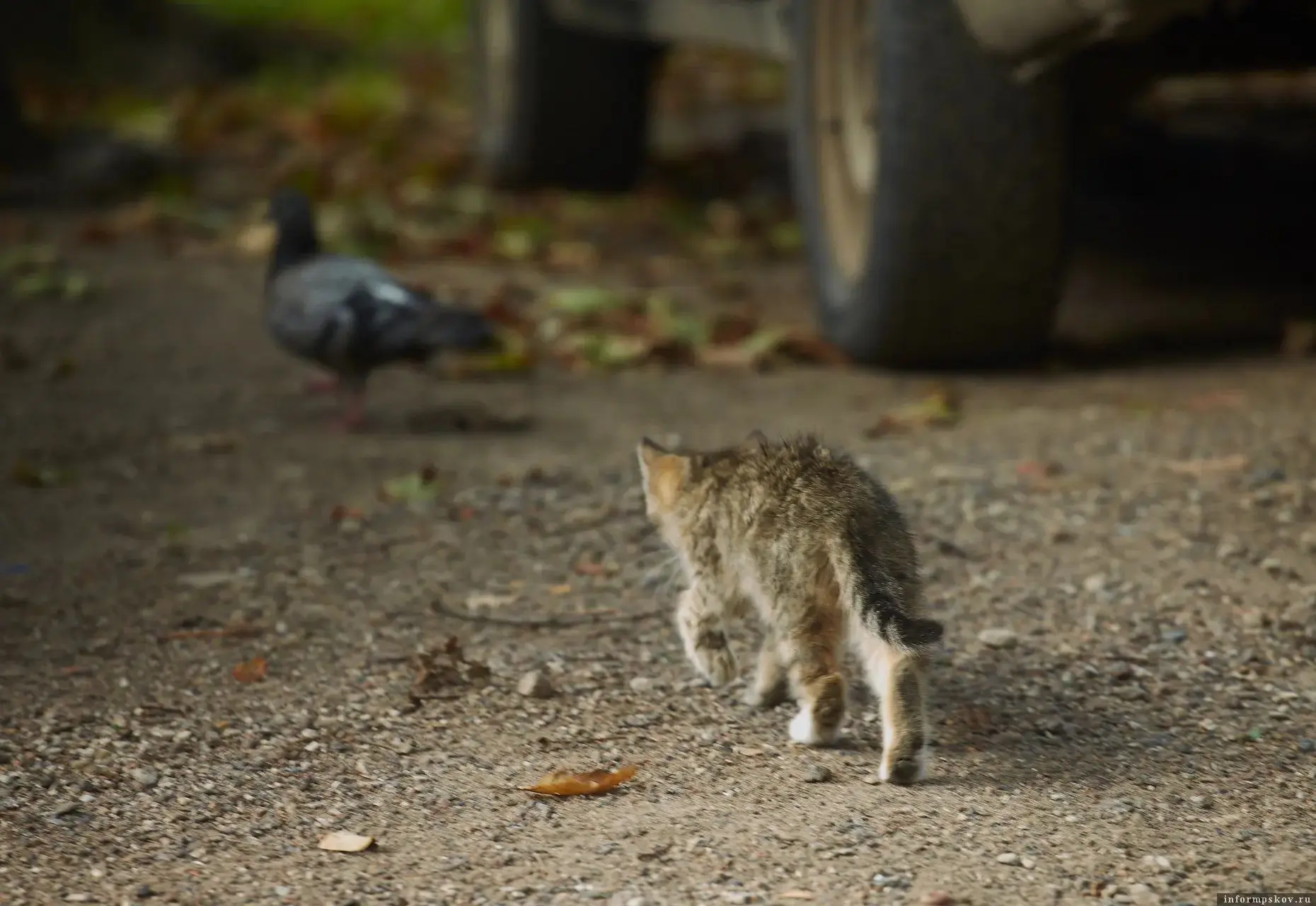 В Лопотово нашли животное с подозрением на бешенство 😱

Это кошка Маруся, которая имеет владельца. 