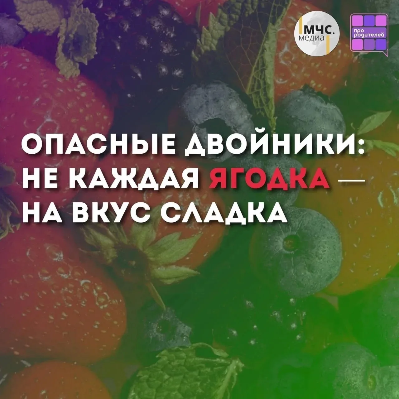 🫐 Ягодка с подвохом: как яркие плоды могут ввести в заблуждение и навредить здоровью

Лето — время 
