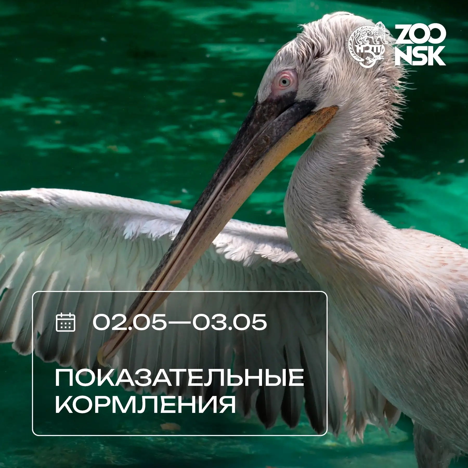 🍎Друзья, ждем вас на показательные кормления в эти выходные!  🗓 02 мая, суббота 15:00 - Ленивцы 📍 Па