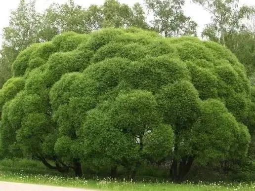 Семейное дерево 🌳

Уважаемые резиденты, предлагаем Вам участие в посадке деревьев вдоль набережной 