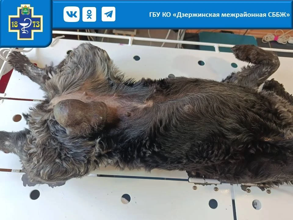 На прием поступила пациентка — русский кокер-спаниель по кличке Дуся .