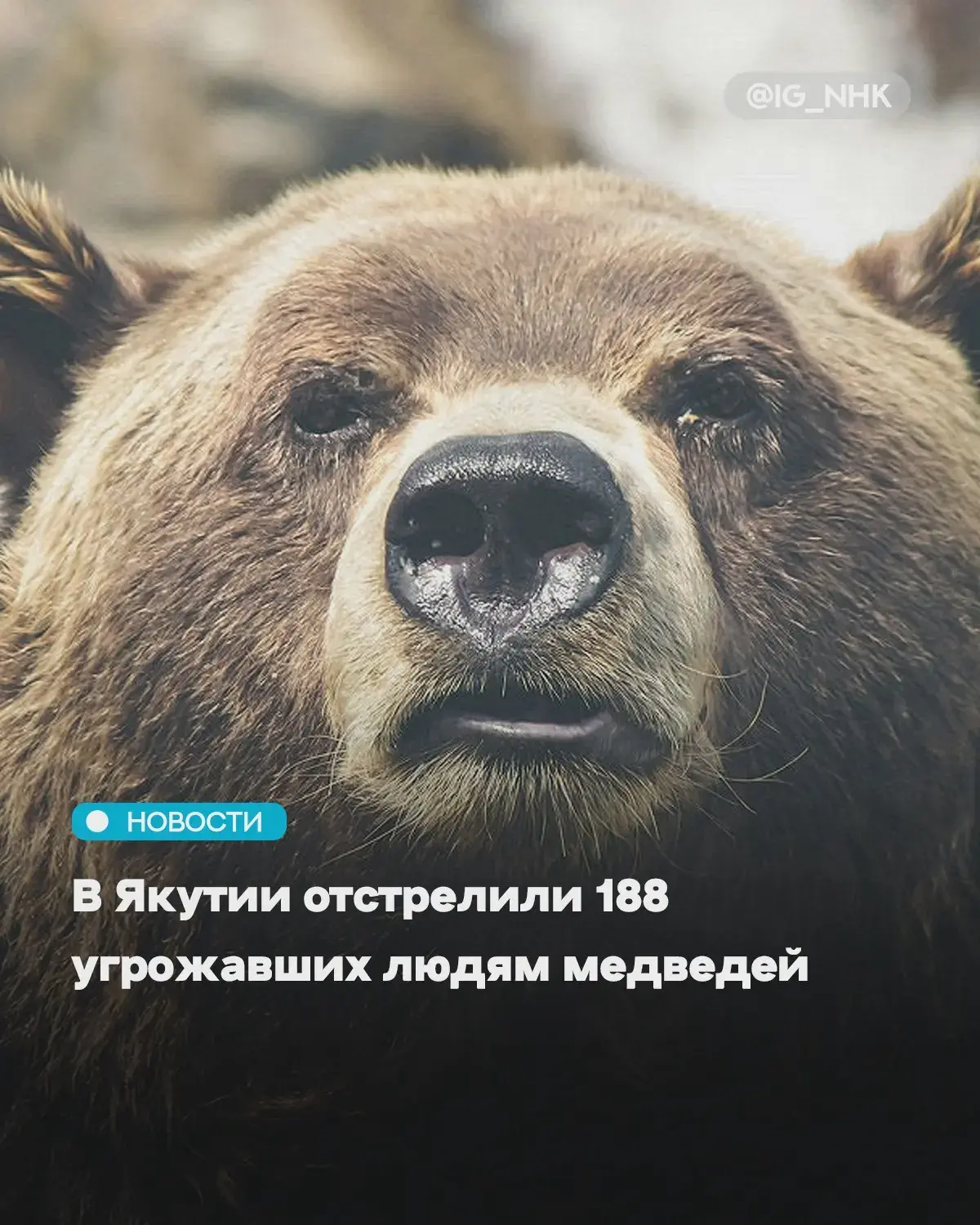 В Якутии добыли 188 опасных бурых медведей