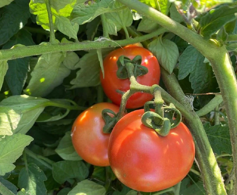 Минимальный набор продуктов на Орловщине подешевел до 7190 рублей