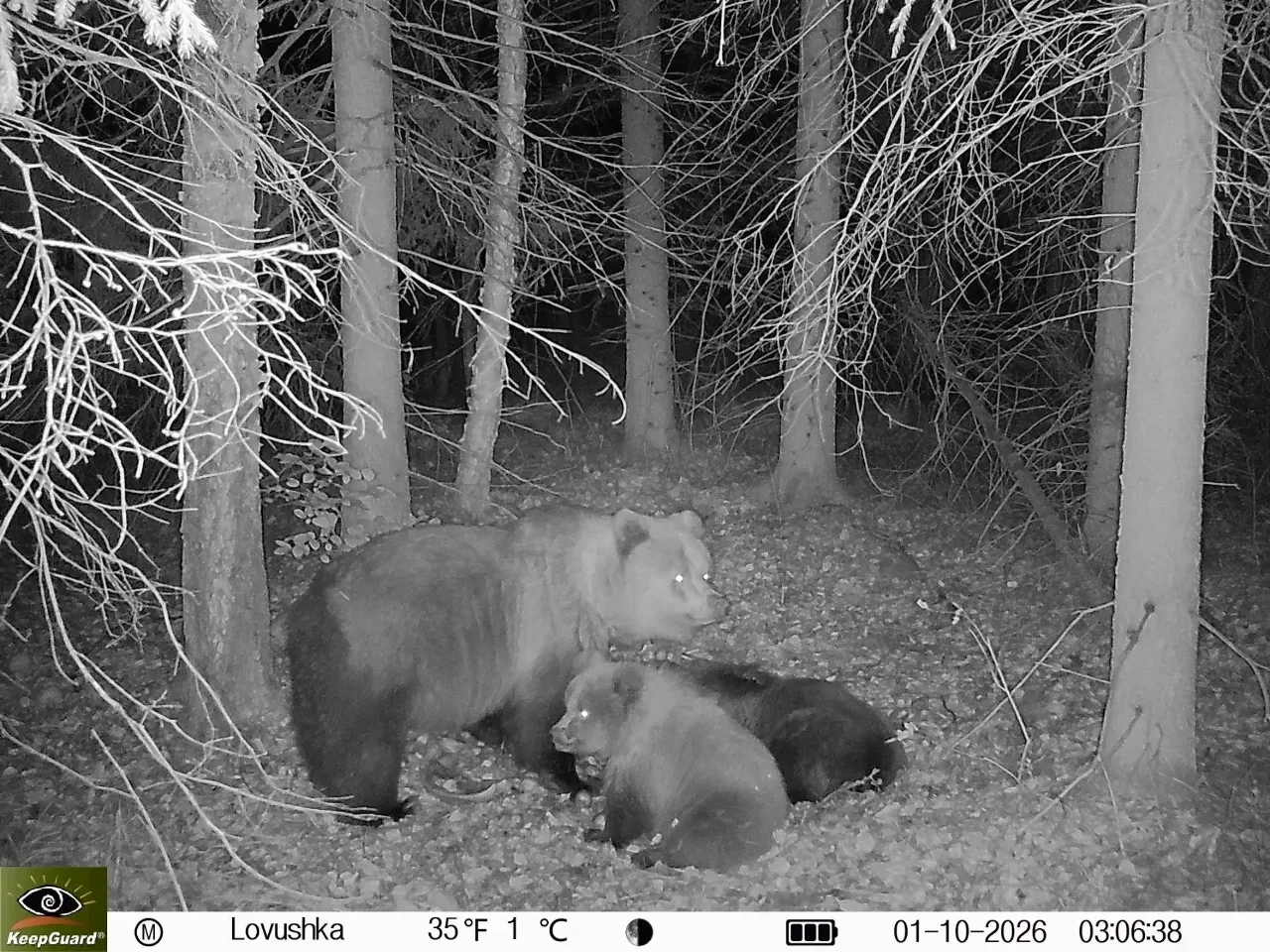 В районе Шамейского в кадр фотоловушки попала медведица с медвежатами. Видео появилось ...