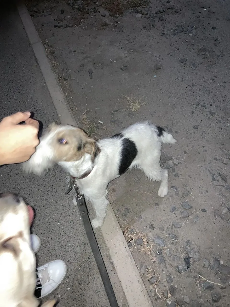 📢🐕‍🦺 ЧЕЙ ПОТЕРЯШКА❓