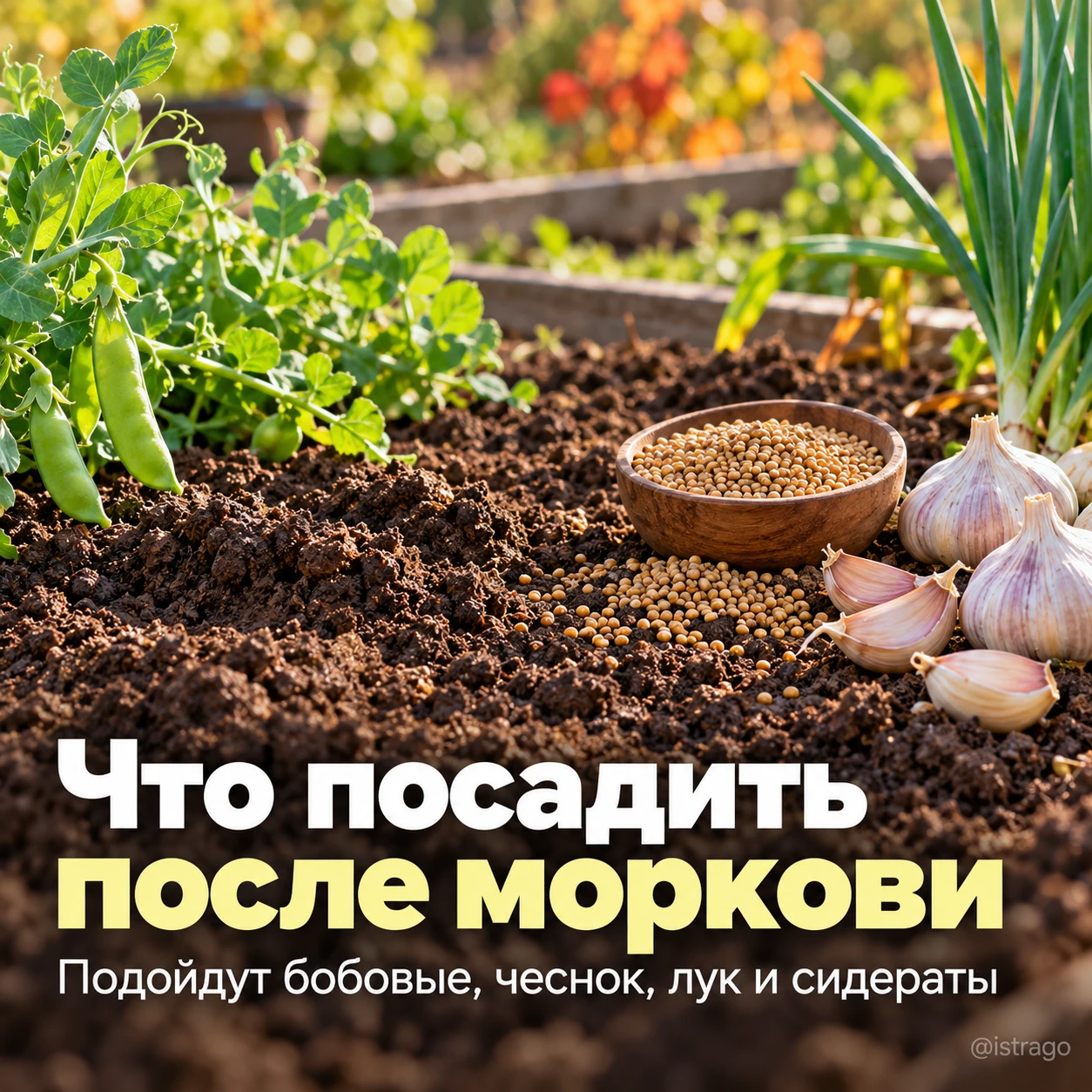 После моркови грядку лучше занять другими культурами