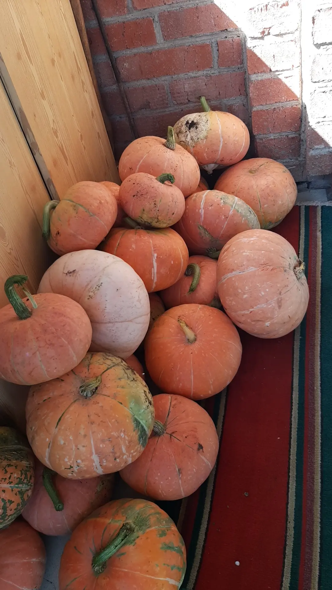 Продам тыкву не очень крупная 20 руб за кг тел 89273⁰23485