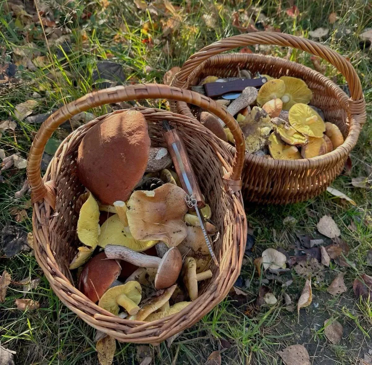 🍄‍🟫 В Казани вся семья попала в реанимацию после ужина с грибами