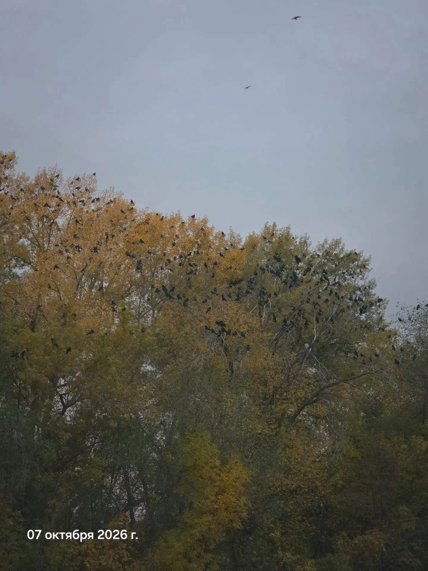 Так интересно смотрится 🐦‍⬛ краски осени смешались с чернотой.