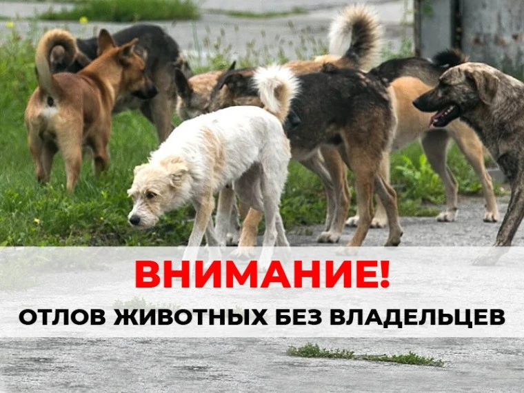 📌 Отлов животных без владельцев