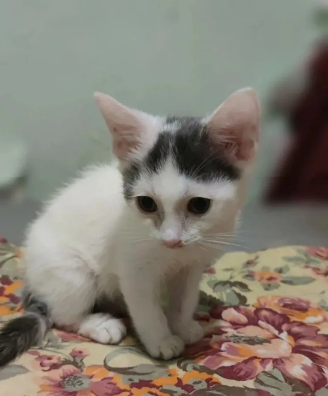 Наименование: Котенок

Описание: Отдам в добрые руки котенка-мальчика. 
Котенок уже самостоятельный: