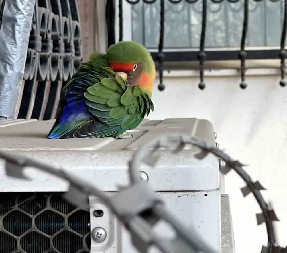 ❗️🦜Полиция Курска ищет хозяина блудного попугая, поселившегося у здания МВД  Попугай-неразлучник наш