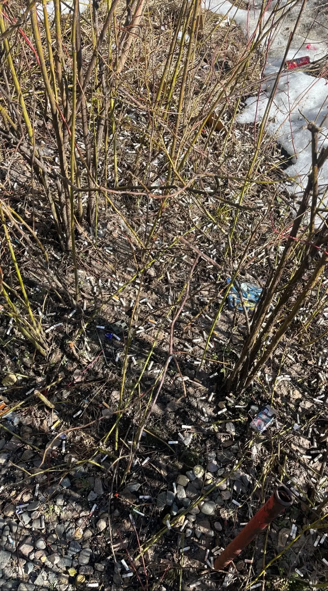 🌿🐝Весна радует нас ранним теплом, но с таянием снега под окнами домов «выросли» совсем не подснежник