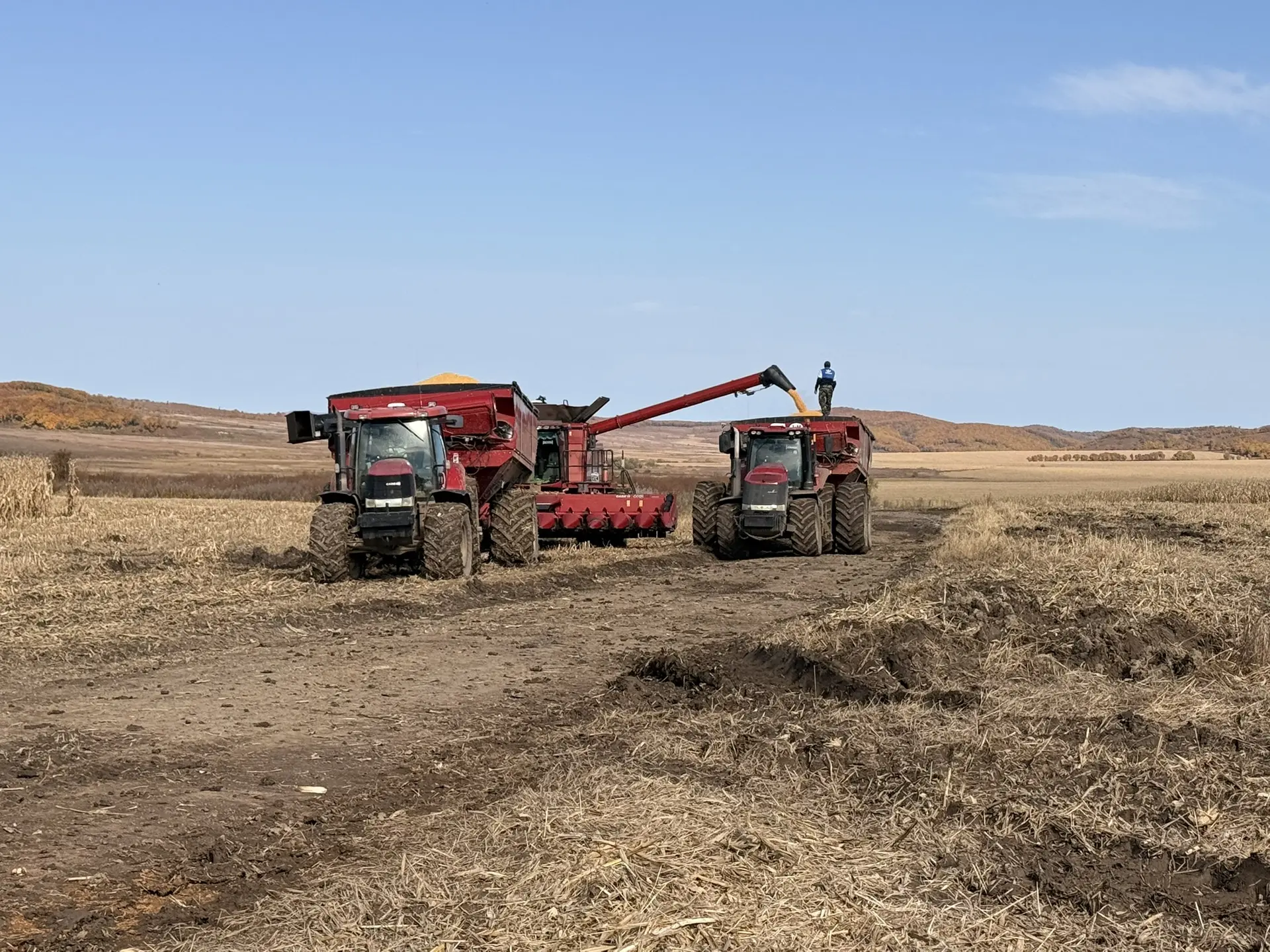Приступили к уборке кукурузы, в работе ДКС 4178.