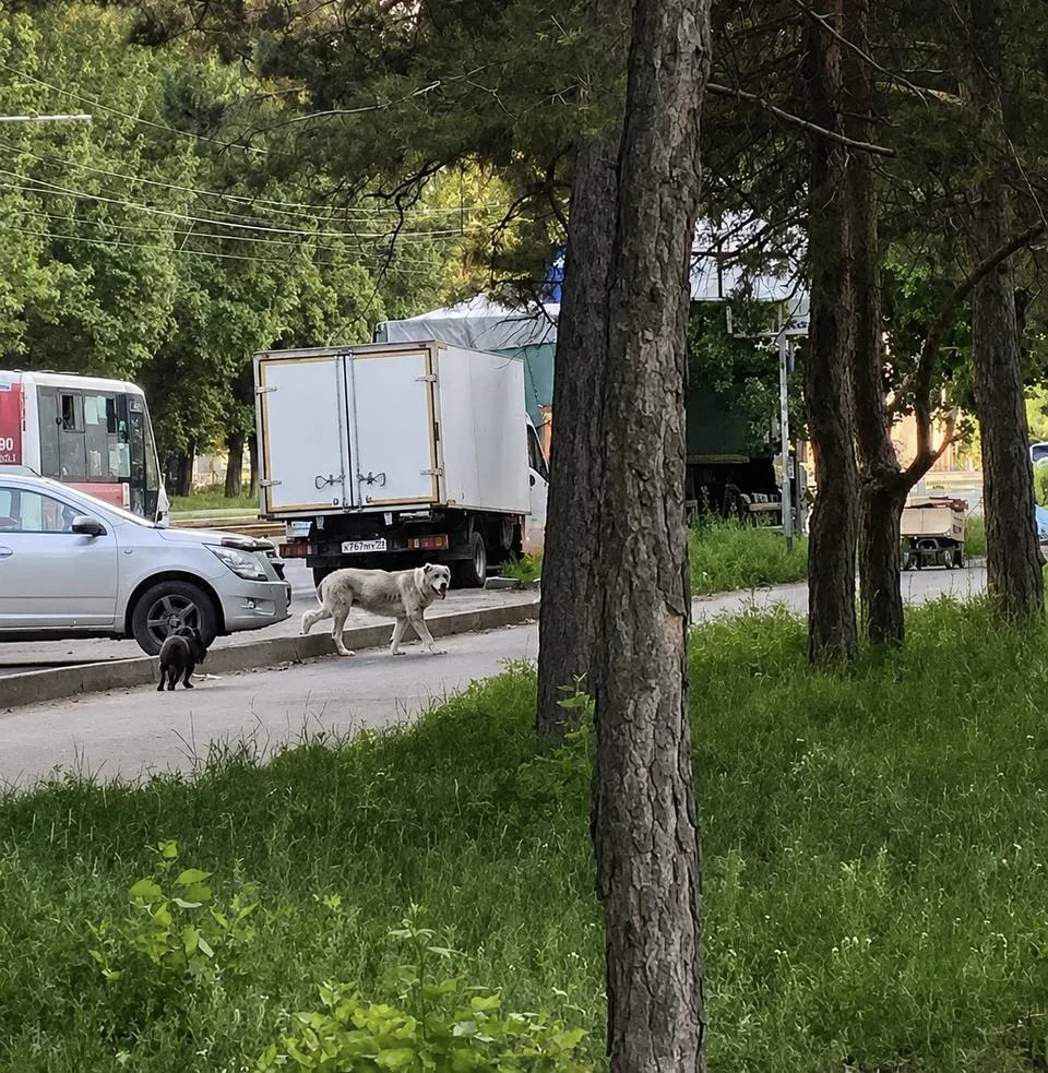 🐕 Алабай и бульдог, которых искали в Барнауле, сами вернулись домой