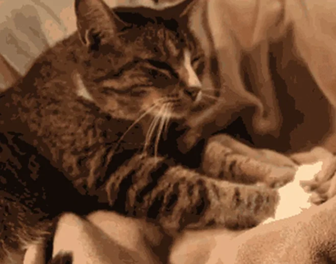 Зачем кошки топчут лапами хозяев? 🐱🐾