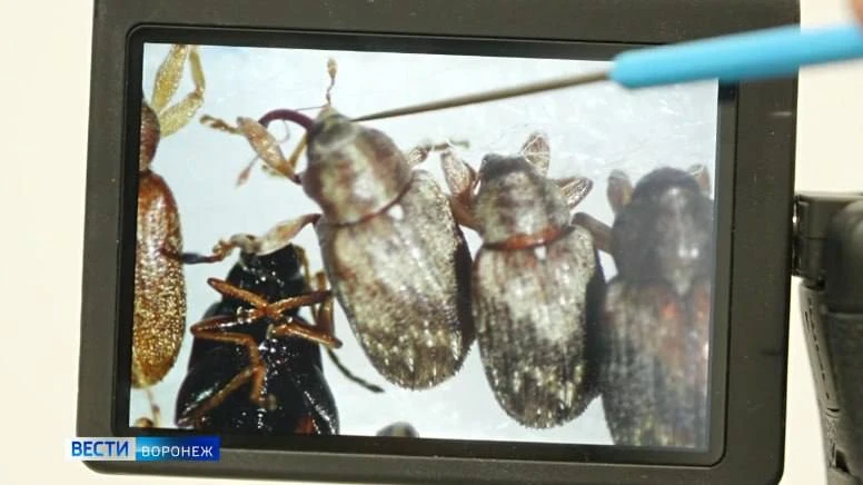 🪲В Воронежской области впервые обнаружили жука-«убийцу ясеней»