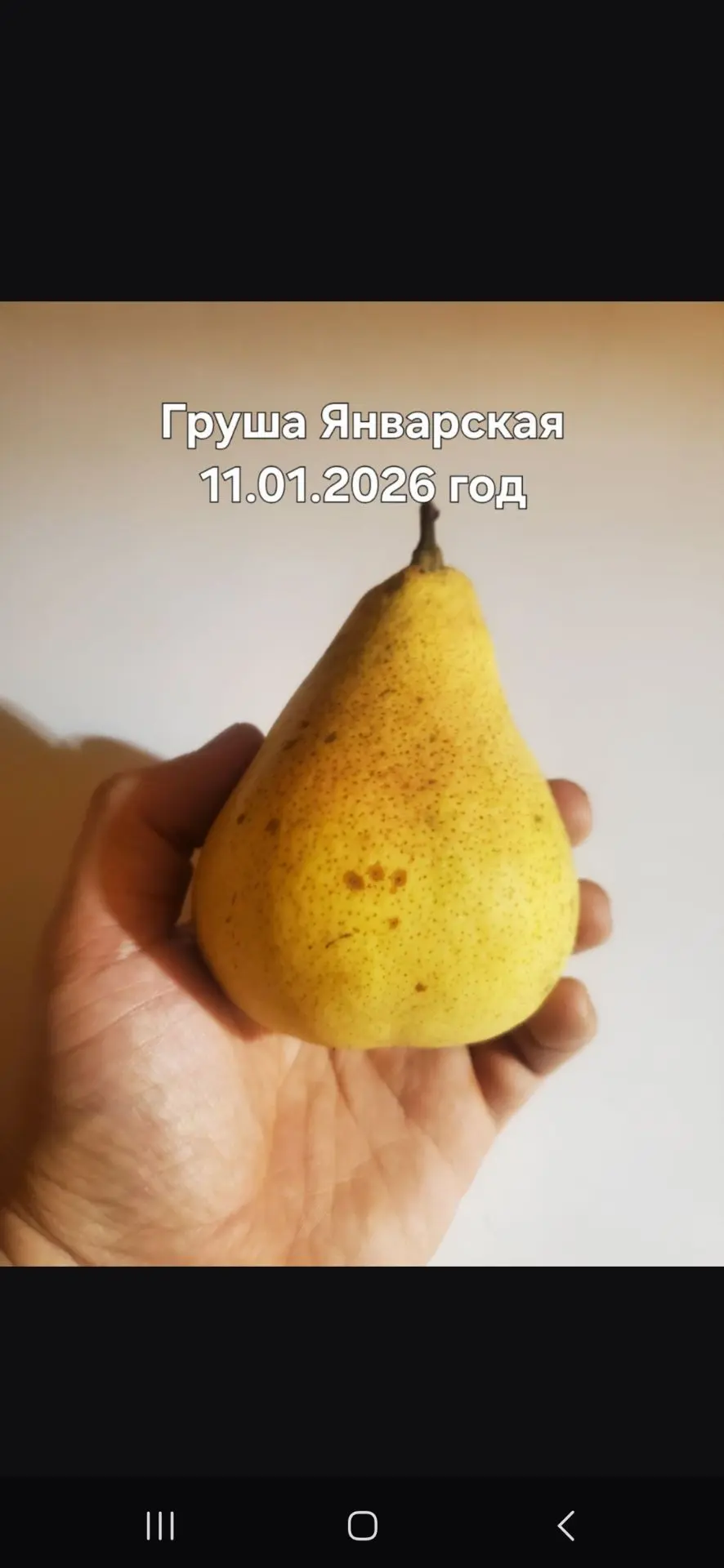 Груша на зимостойком подвое ,выращенным мной сорт зимует,груши сладкие ,вкусные.