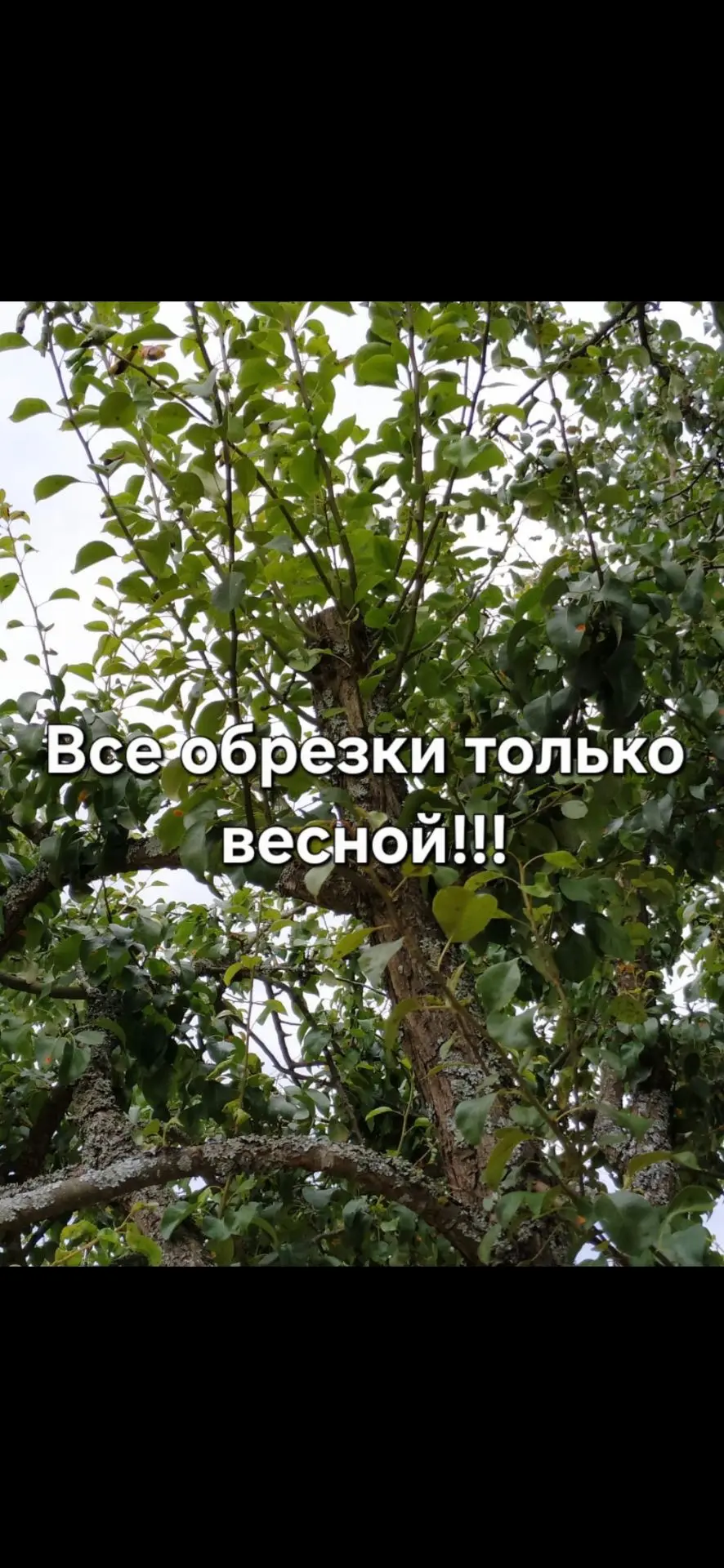 Меня часто спрашивают ,провожу ли я летнюю обрезку плодовых деревьев.Отвечаю,в моих условиях средней