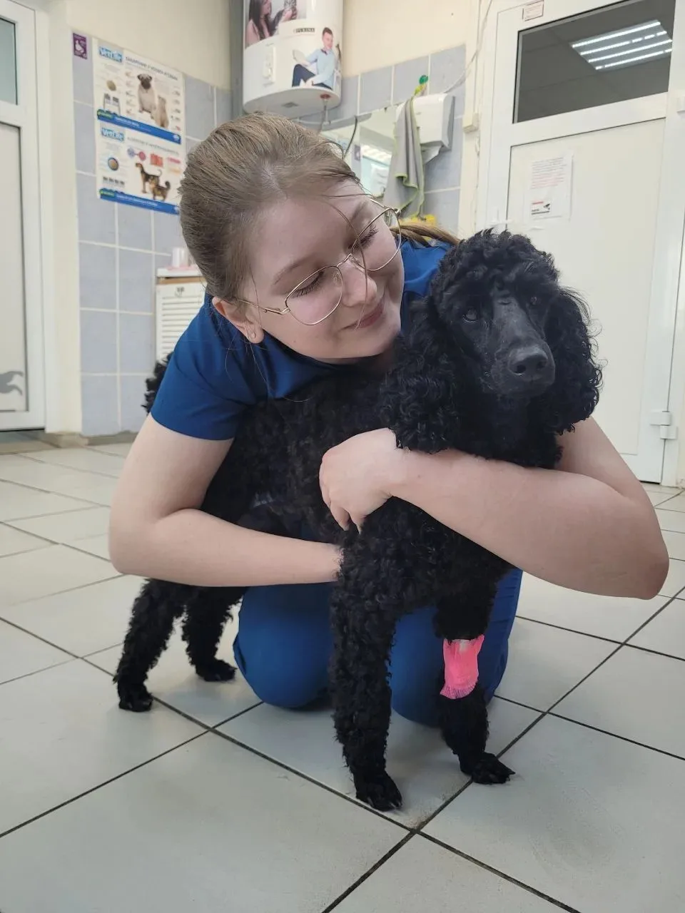 🐩Вот такой шикарный красавчик — пудель по кличке Яся — приходил к докторам нашего "Цен...