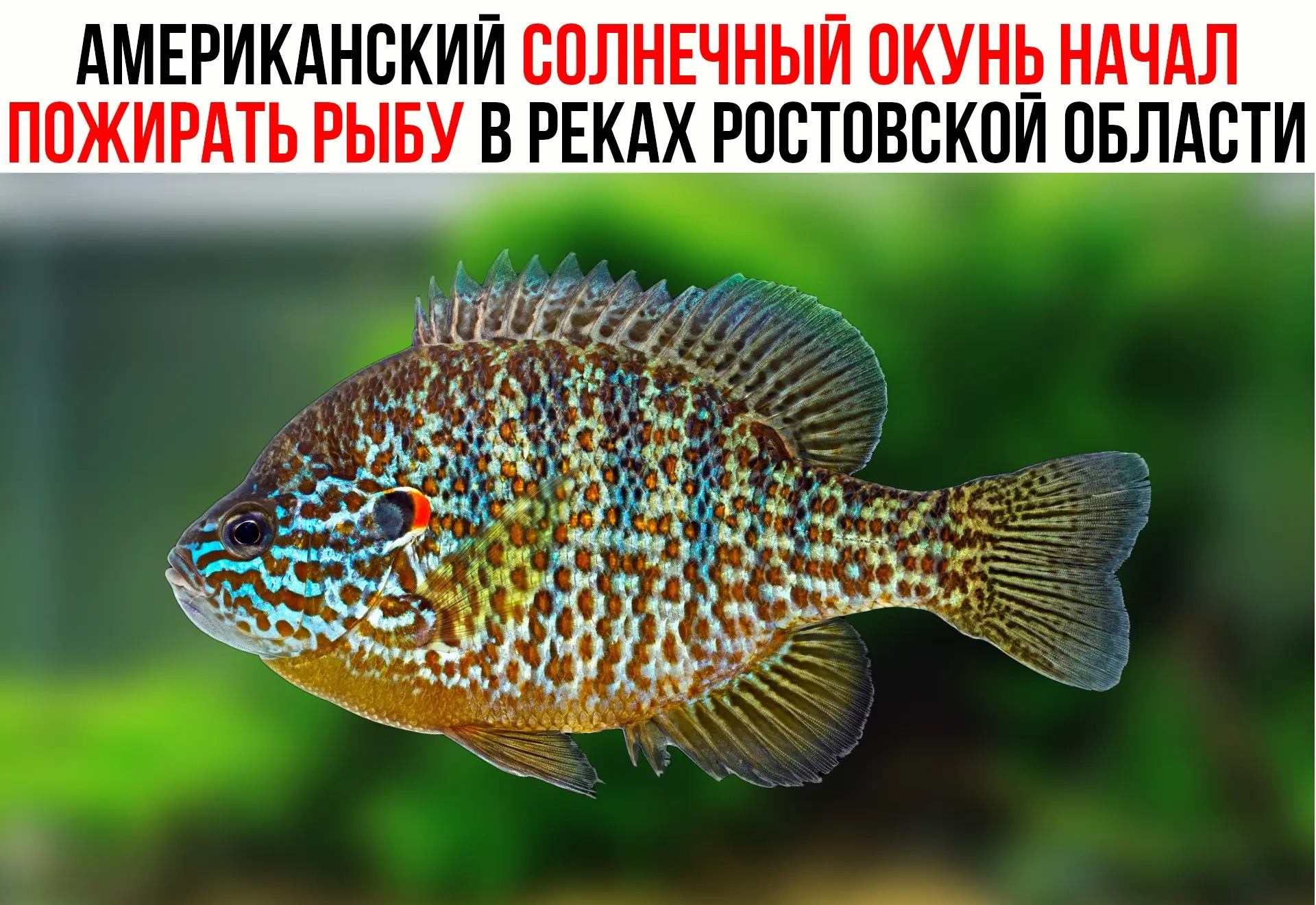 В реках Ростовской области распространяется солнечный окунь — чужеродный вид из Северно...