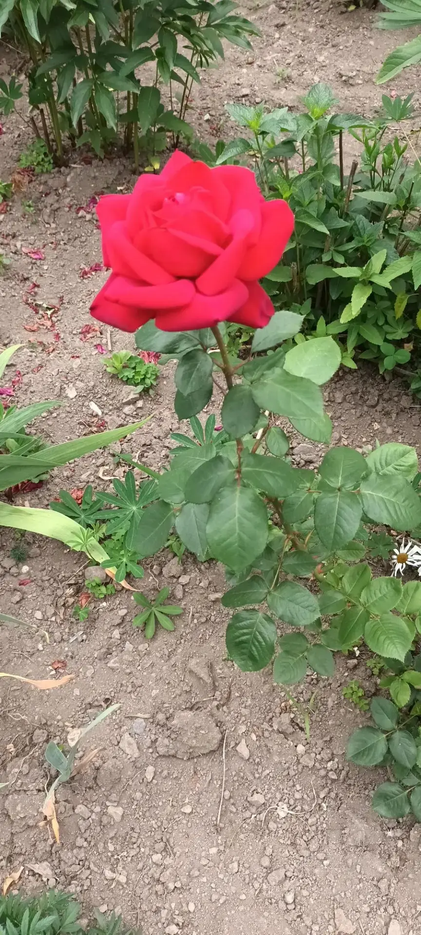🌸 Наши клумбы — маленькая сказка! 🌸

Лето в самом разгаре, и наш детский сад утопает в цветах! Пос
