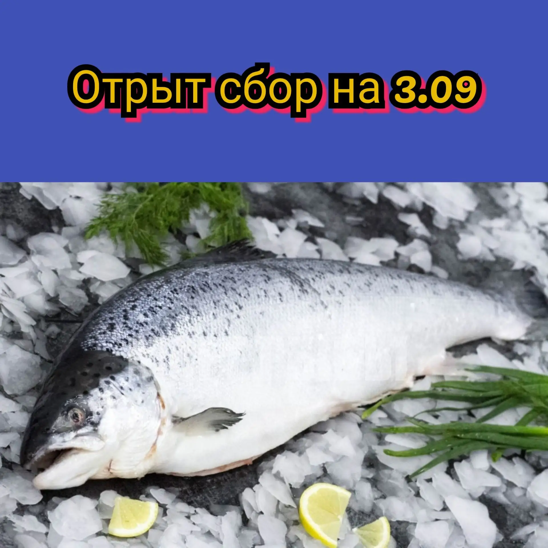 Открыт сбор на 3.09