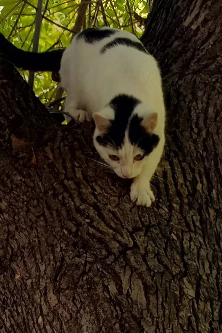 🐱 В Туймазах пропал кот