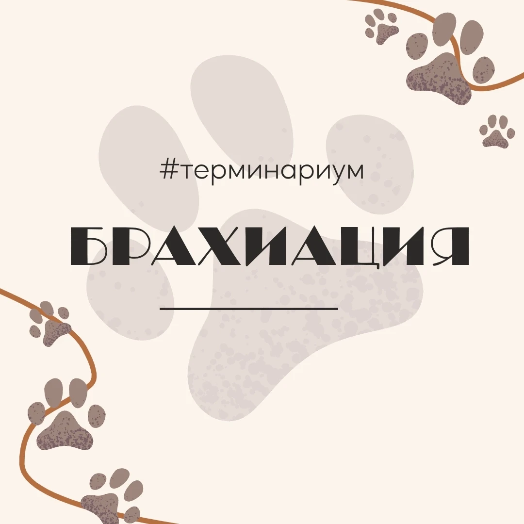 🌳🐵 Брахиация — способ передвижения по ветвям деревьев только при помощи передних коне...