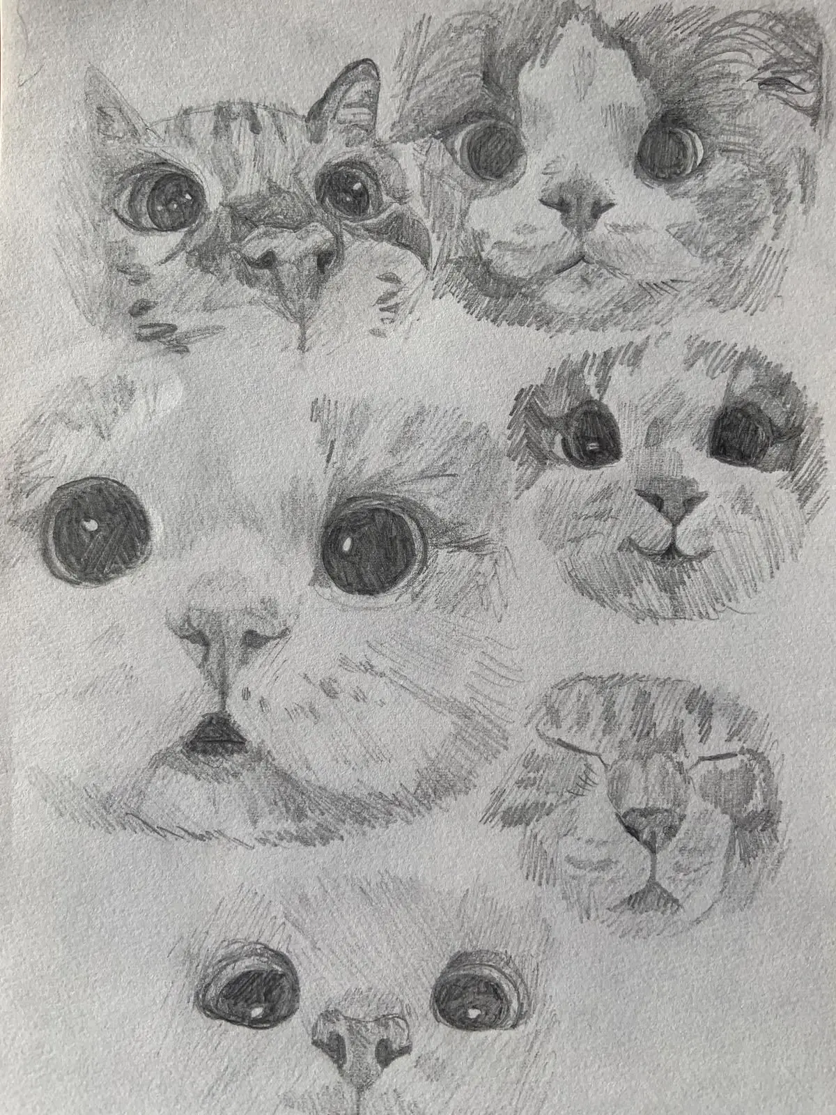 Рисуем котиков