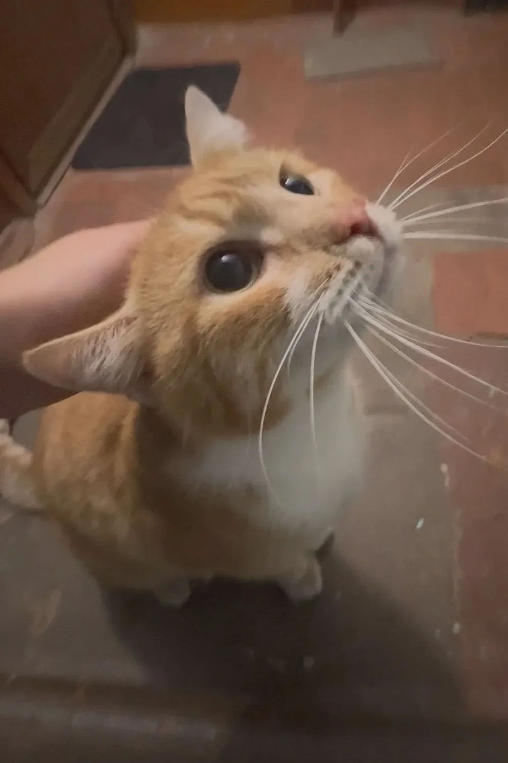 🐈 В Ярославле ищут хозяев найденного кота